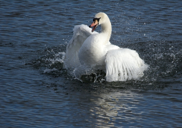 A white mute swan displaying aggression on a lake