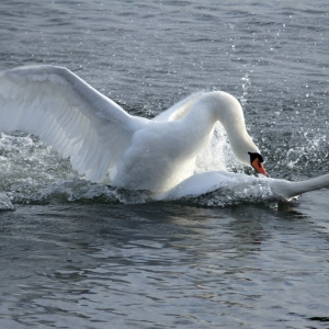 Mute swans fighting on a lake