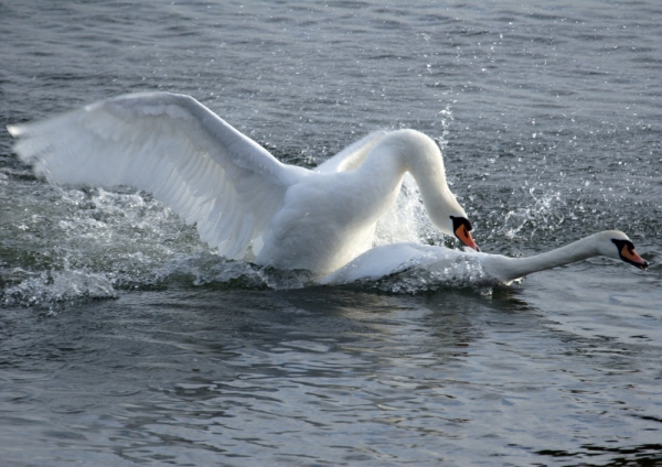 Mute swans fighting on a lake