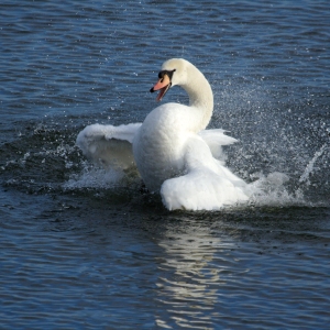 An aggressive mute swan fighting on a lake