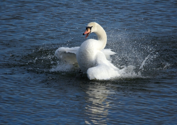 An aggressive mute swan fighting on a lake