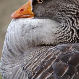 A very close up view of a barnacle goose at rest