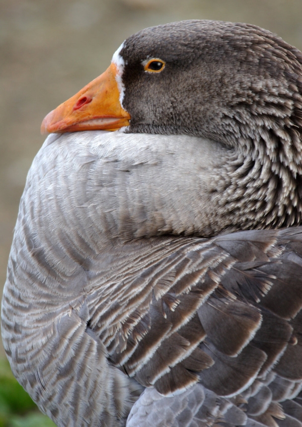 A very close up view of a barnacle goose at rest