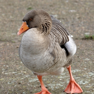 A pink footed goose walking on a lake shore