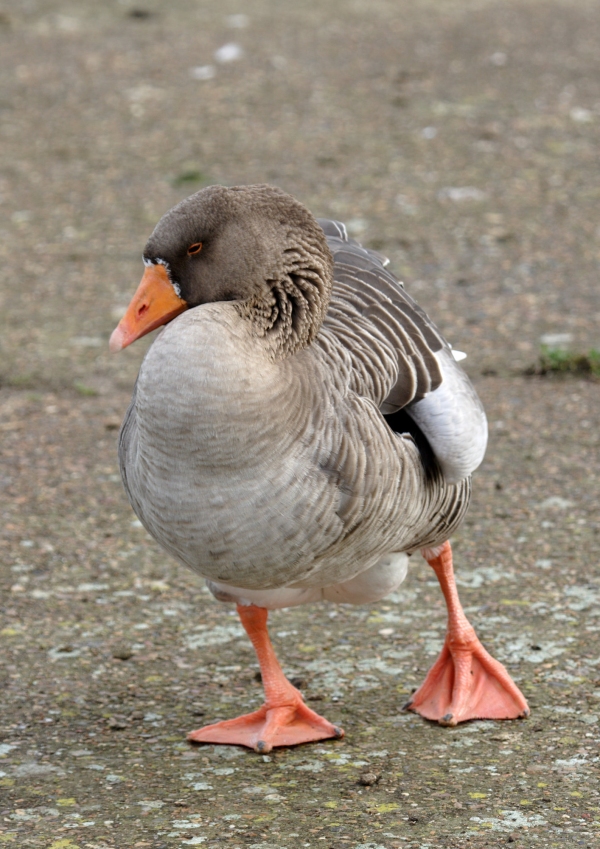 A pink footed goose walking on a lake shore