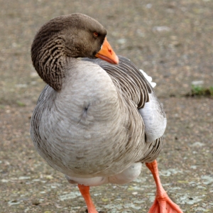 A pink footed goose on the lake shore