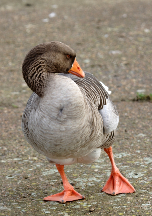 A pink footed goose on the lake shore