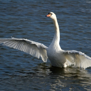 A large white mute swan flapping its wings on a lake