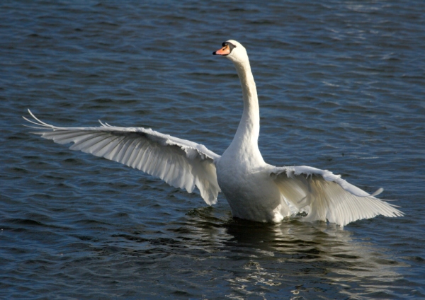 A large white mute swan flapping its wings on a lake