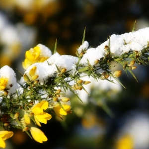 Gorse flower with snow