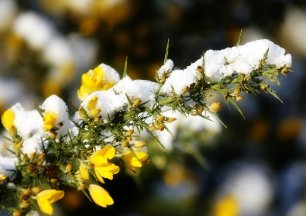 Gorse flower with snow