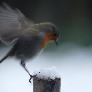 A robin landing on a post in the snow