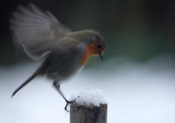 A robin landing on a post in the snow