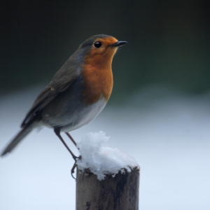 A common robin perched on a snow covered post in a winter garden