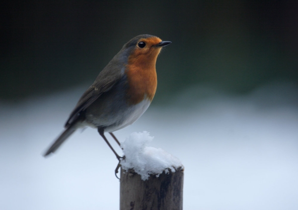 A common robin perched on a snow covered post in a winter garden