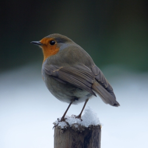 A common robin looking over its shoulder on a snow covered post