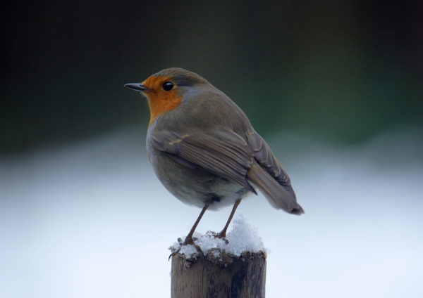 A common robin looking over its shoulder on a snow covered post