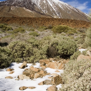 An arid Tenerife landscape with El Teide in the distance