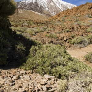 A rocky landscape in Tenerife with El Teide in the distance