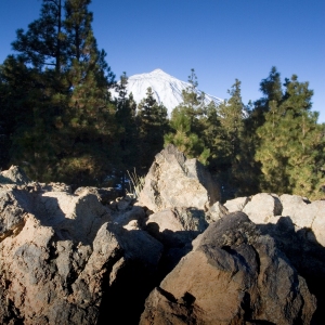 Forest and rocks in Tenerife, with El Teide in the distance