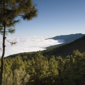 A misty mountain landscape in Tenerife