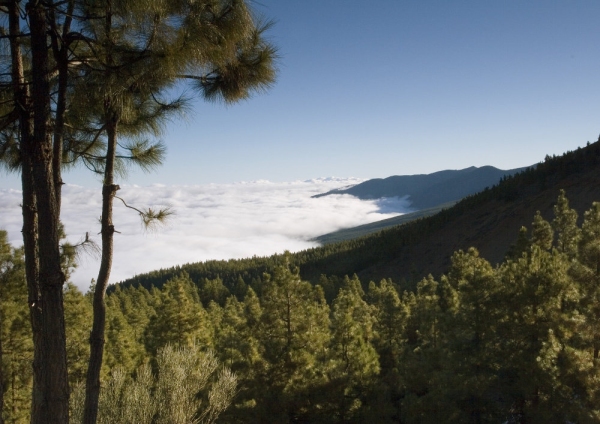 A misty mountain landscape in Tenerife