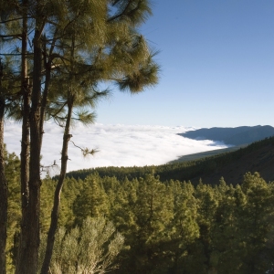 Conifers in a misty mountain landscape