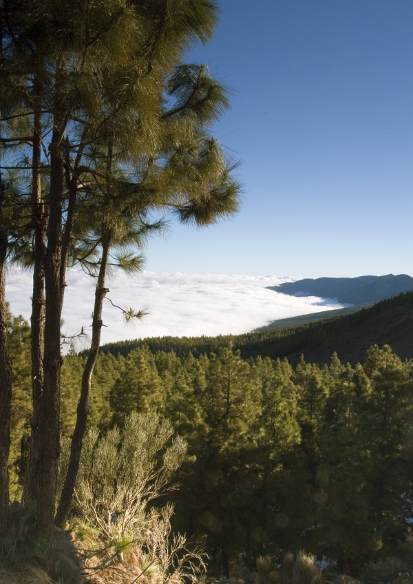 Conifers in a misty mountain landscape