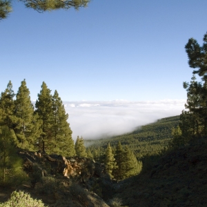 Low cloud in the mountains in Tenerife