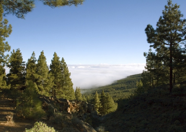 Low cloud in the mountains in Tenerife