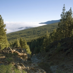 Mountain landscape in Tenerife