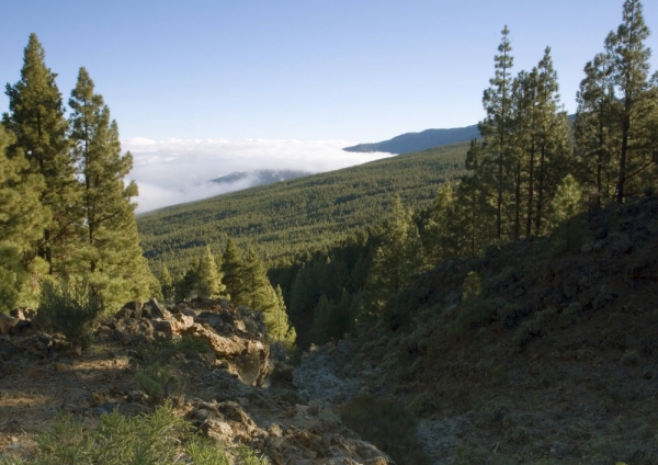 Mountain landscape in Tenerife