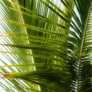 Overlapping palm fronds