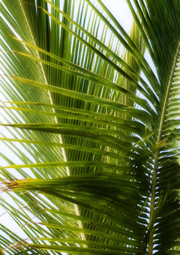 Overlapping palm fronds