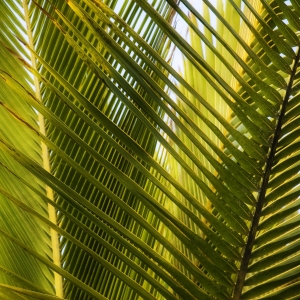 Palm leaves with backlighting