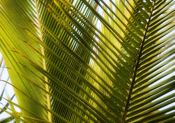 Palm leaves with backlighting