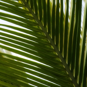 Dark palm leaf