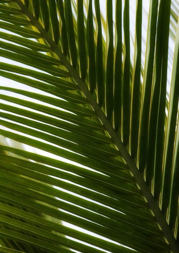 Dark palm leaf