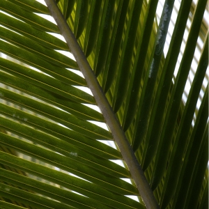 Palm leaf