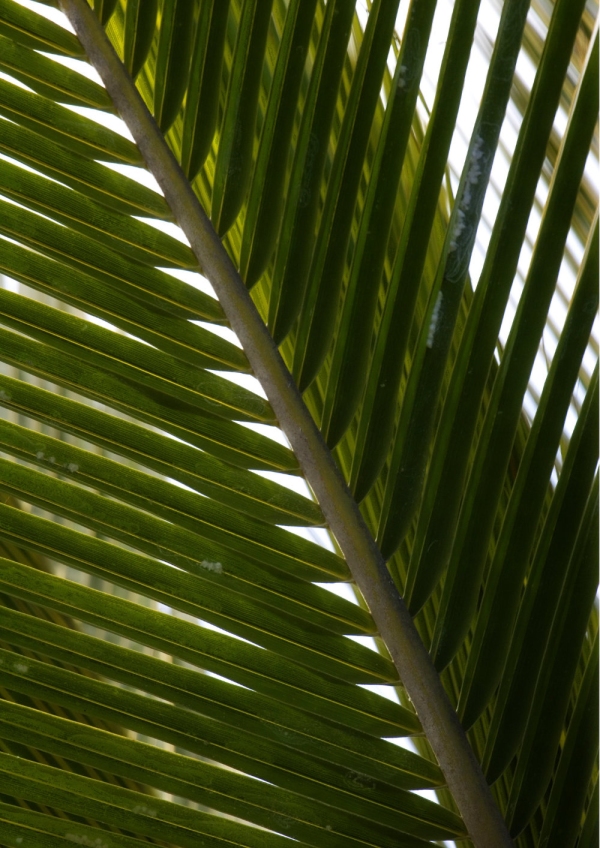 Palm leaf