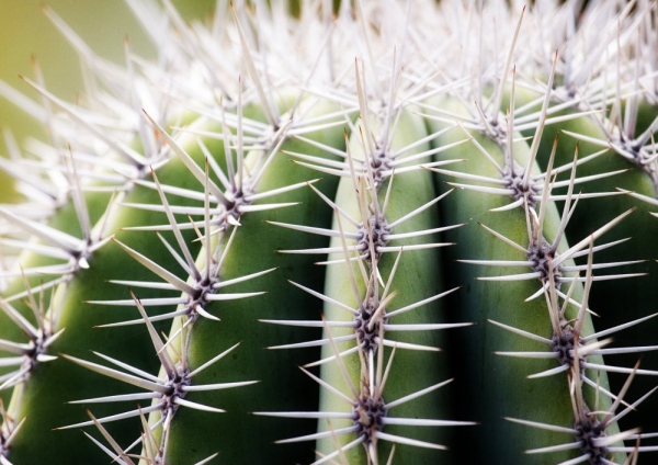 A close up of a spiny cactus