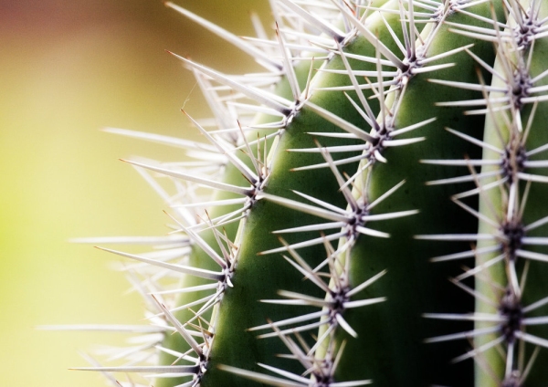 A close up view of a spiny cactus