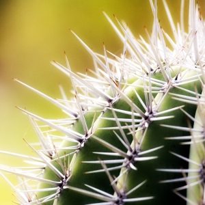 A close up of a cactus plant