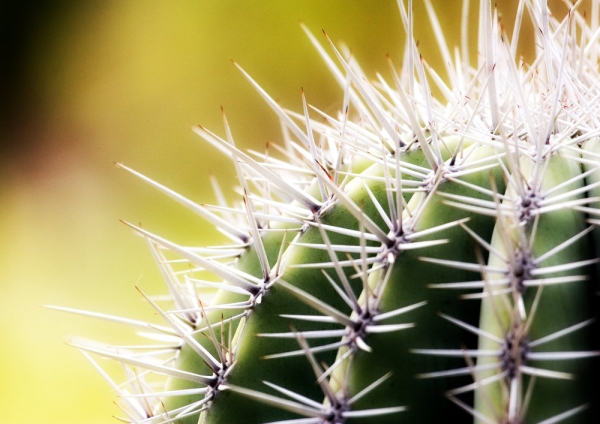 A close up of a cactus plant