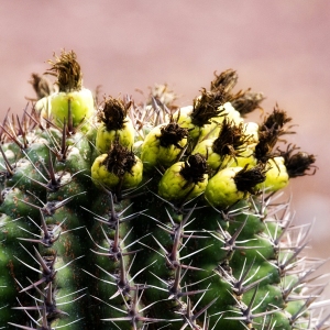 Cactus in flower