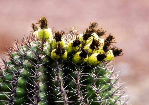 Cactus in flower