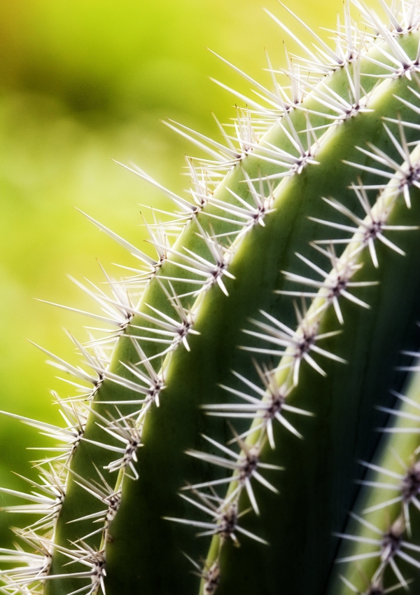 Close up of a tall cactus