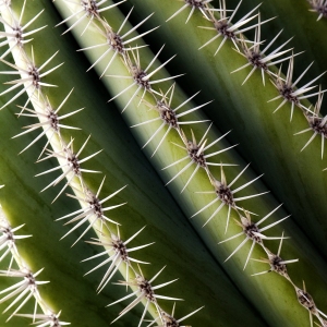 Side of a cactus