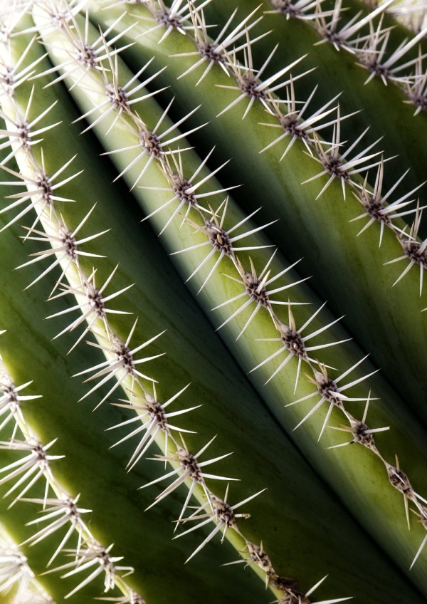 Side of a cactus