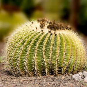 A round flowering cactus